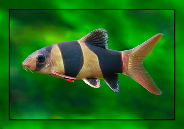 Botia Payaso Surtida Elegi Lo Mejor De Mundo Acuatico 1