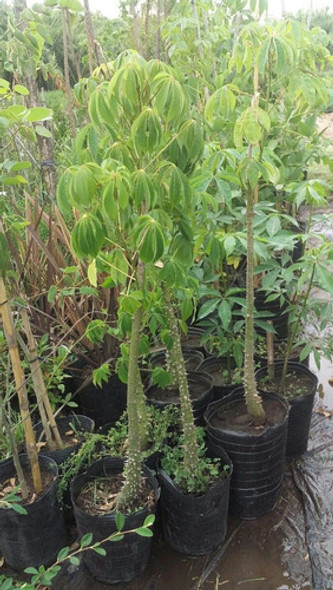 Bugre - Lapachillo - Arbol Nativo 1