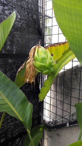 Planta De Pitaya Blanca O Fruta Del Dragón 1