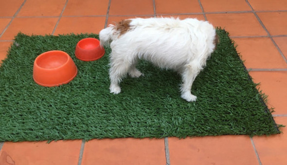 Alfombra Mascota Césped Sintético Sanitaria 1