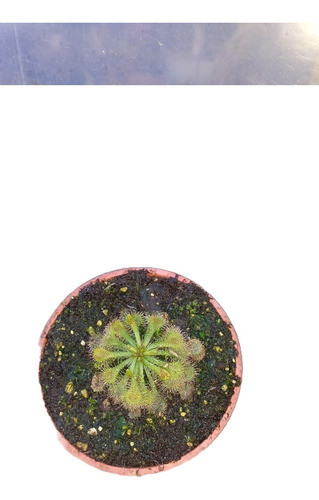 Drosera Spatulata. Envío Muy Económico Y Seguro!!! 0