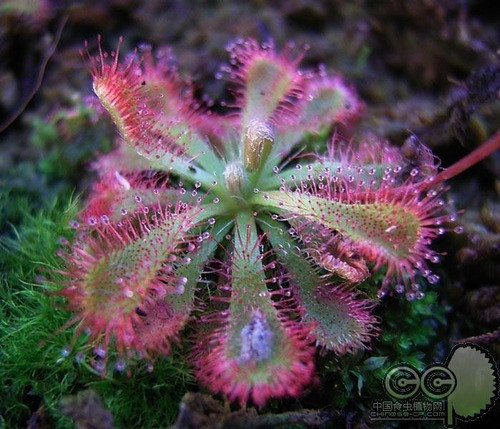 Drosera Spatulata. Envío Muy Económico Y Seguro!!! 1