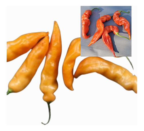 Combo Semillas Aji Picante Sugar Rush Peach Y Red 0