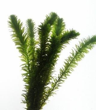 Planta Elodea Surtida Super Promo De Mundo Acuatico 1