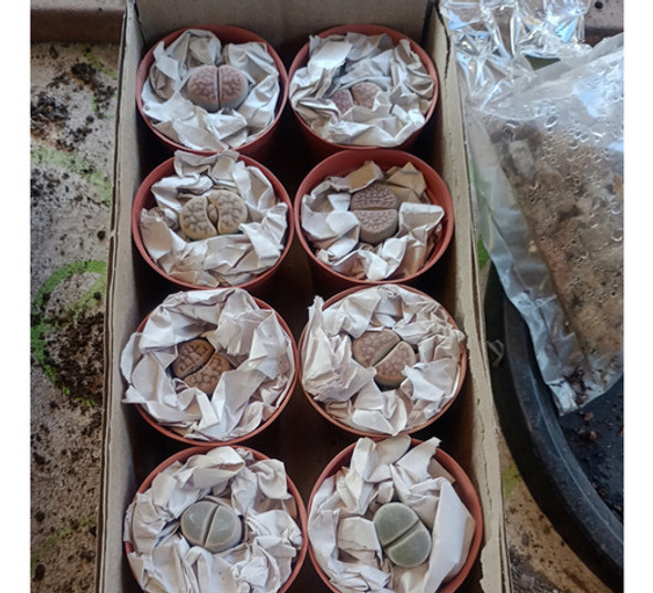 Lithops - Caja X 10 1