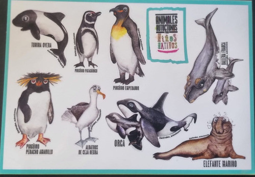 Calcos / Sticker De Animales Autoctonos 1