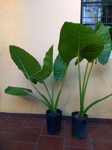 Planta Alocasia, Oreja De Elefante De 0,50 A 1,0 M 0 Planta Alocasia, Oreja De Elefante De 0,50 A 1,0 M 0