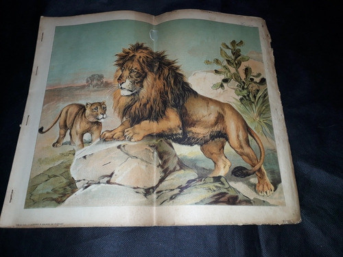 20 Cromolitografias Animales 36 X 42 Cm Historia Natural 1