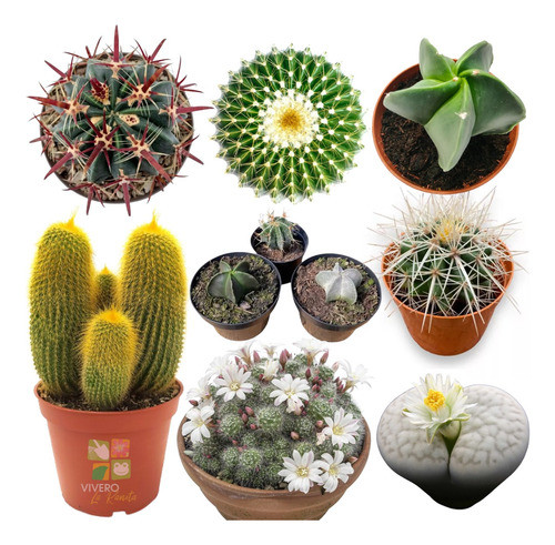 Cactus N°6  - Combo X 10 Unidades [a Elección] 0