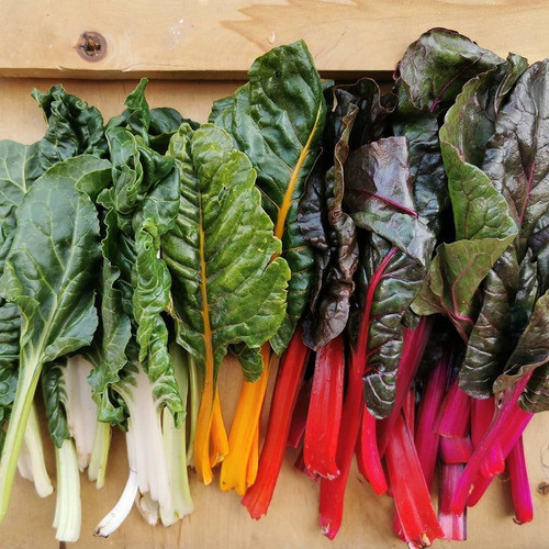 Semillas De Acelga Arcoiris Arcobaleno G.s 10g Huerta 1