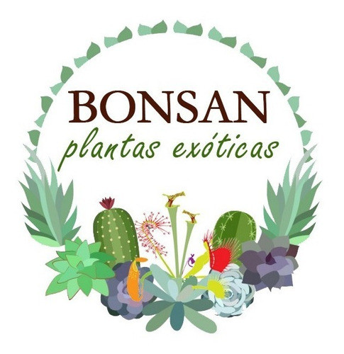 Semillas Girasol Ornamental Multifloral Flores Plantas 1