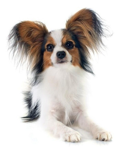 Libro Perros Razas Papillon M. Truex Excellence Guia 1