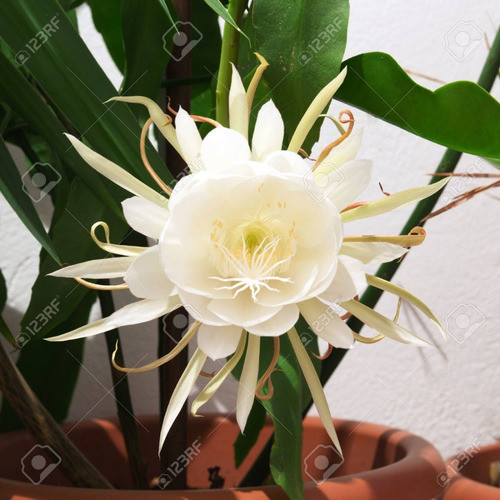 Aceite Esencial Puro De Reina De La Noche 15ml Caba Belgrano 1