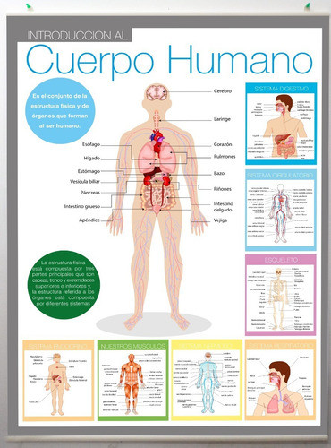 Poster Aprendizaje Del Cuerpo Humano Para Colgar En Lona 0