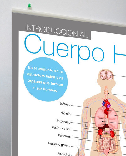 Poster Aprendizaje Del Cuerpo Humano Para Colgar En Lona 1