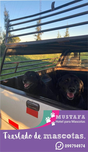 Guardería Para Mascotas - Pensionado Canino. Mustafa. 1