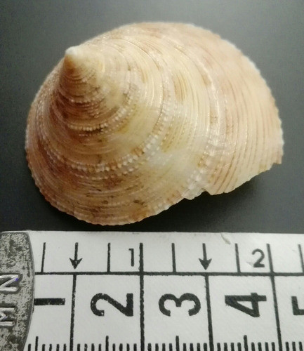 Caracol Concha Marino Calliostoma Formosense Pez Pecera Baño 0