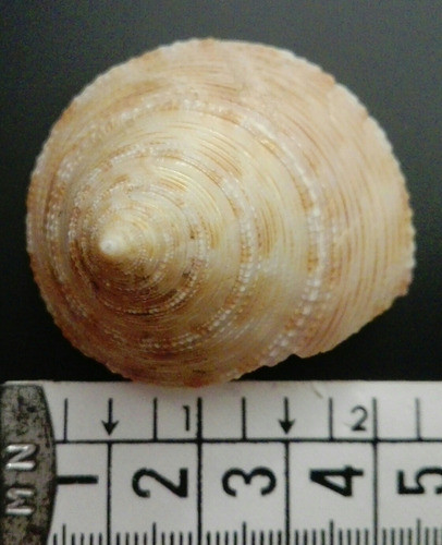 Caracol Concha Marino Calliostoma Formosense Pez Pecera Baño 1