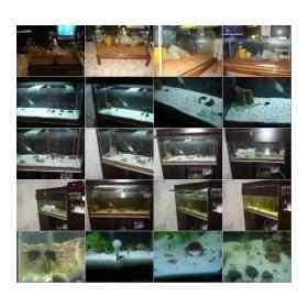 Pecera Mainar 60x40x30 Elegi Calidad Mundo Acuatico 1