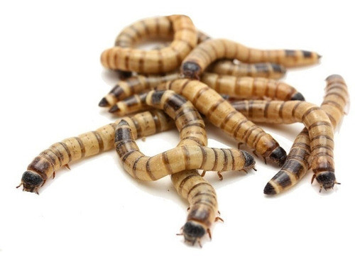 Zophobas Morio X 50 Alimento Vivo Gusanos 0