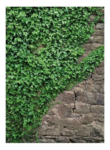 Papel Empapelar Fotomural Komar Pared Enredadera Piedras 1