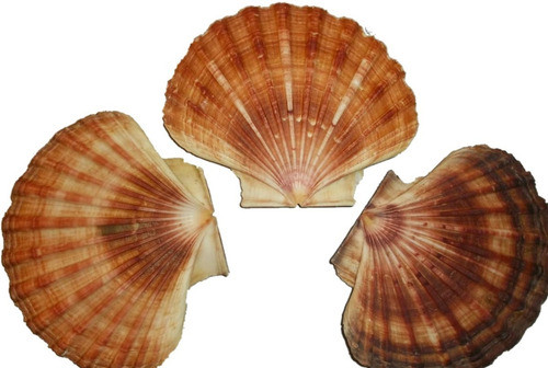 Caracol Marino Vieira Concha Por 3 Unidades Jabonera 1