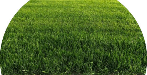 Supergrass - Mix Semillas Césped Sport Importada - Lo Mejor! 0