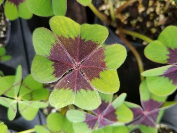 Bulbos De Oxalis Iron Cross (trebol De 4 Hojas) X10 Bulbos 0