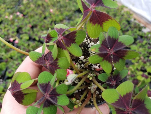 Bulbos De Oxalis Iron Cross (trebol De 4 Hojas) X10 Bulbos 1