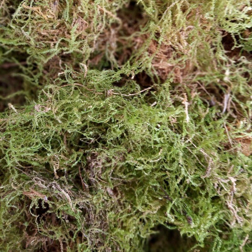 Musgo Tucumano Para Kokedama Tutor Bonsai Maceta Suelo Deco 1