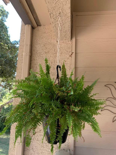 36  Cadena De Extensión Plantas Colgantes Blanco Acaba... 1