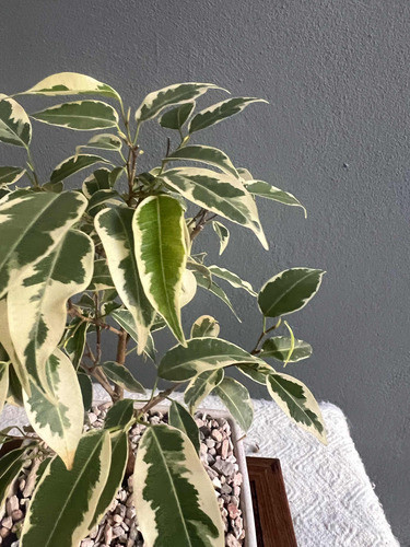 Bonsai Planta Ficus Variegado 10 Años Maceta Ceramica N2 1