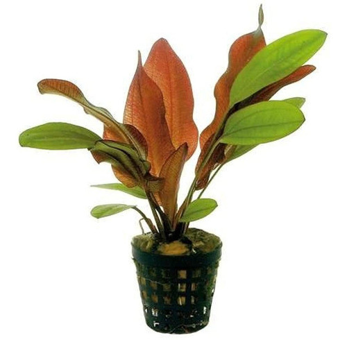 Espada De Llama Roja En Maceta  Planta De Acuario De Princip 0