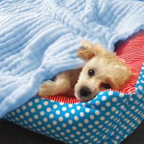 Mascota Perro Primavera Camping Mat Perro Microfibra Ducha T 1