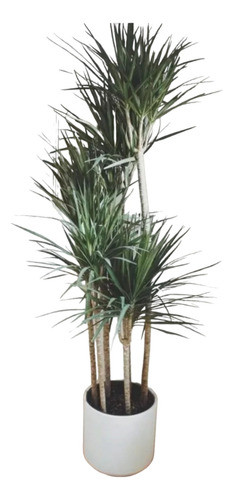 Palmera Dracena Marginata 15 Lts - Naturaleza Activa 0