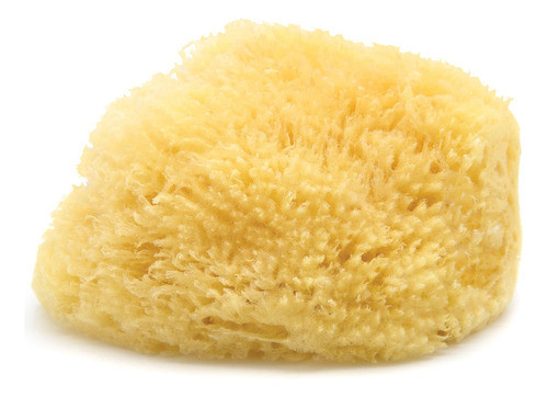 Neptune Esponja Natural Del Mar Del Caribe - Esponja De Mar 0