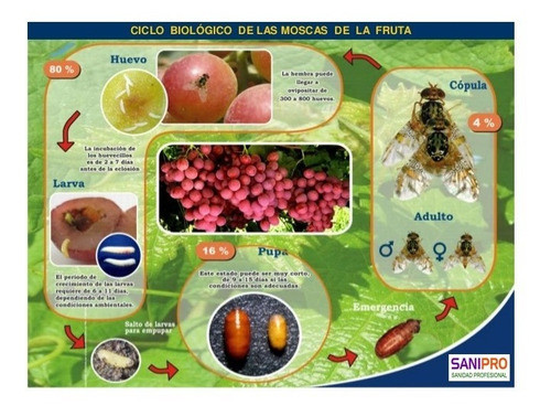 Trampa Mata Mosquitas Mosca Fruta Sin Veneno Y Repuesto 100% 1