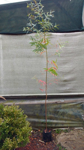 Árbol De Eucaliptus. Vivero Sol 1