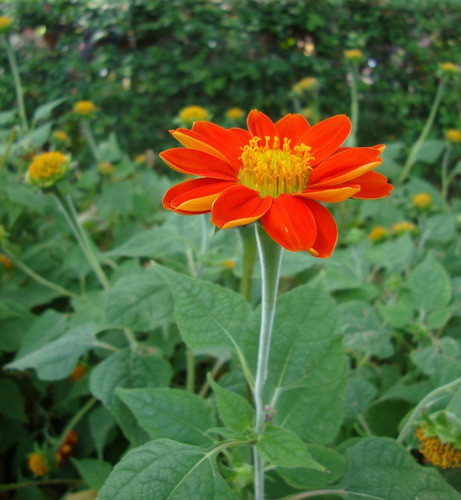 10 Semillas De Girasol Mexicano Tithonia Rotundifolia 1