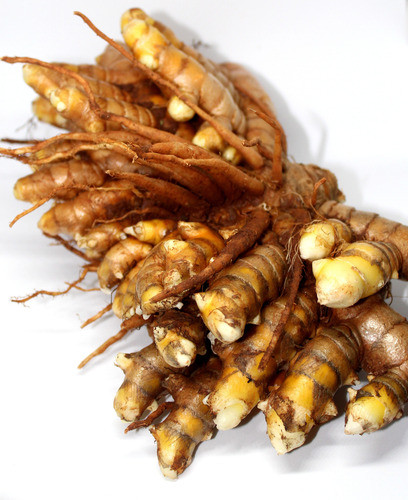 Raiz De Curcuma. Con Brotes Para Plantar. Cosecha Propia. 0