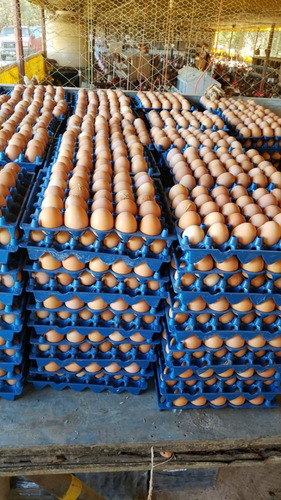 Maple Plástico X 50 Unidades  P/ 30 Huevos Avicola Rosarossa 1