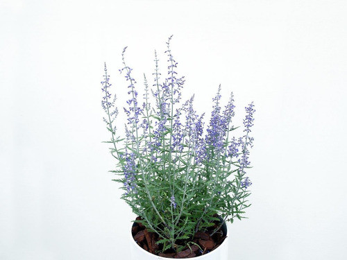 Salvia Rusa ! ( Perovskia Atriplicifolia  Blue Spire  ) 0