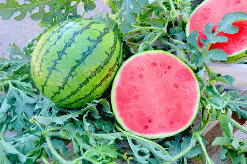 Sobre Para Sembrar 15 Plantas Trepadoras De Mini Sandias 1
