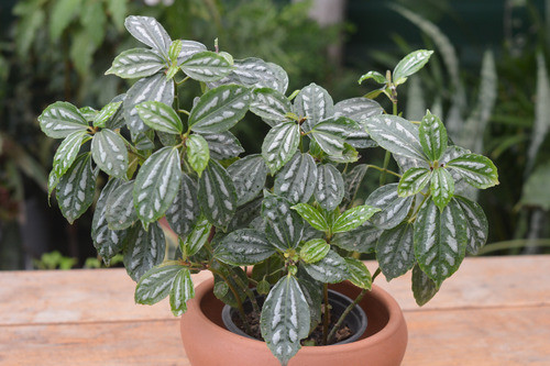 Planta Pilea Cadierei O Planta De Aluminio 1