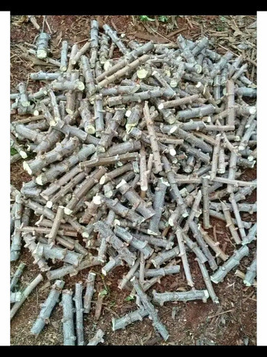 Mandioca O Yuca Siembra Consumo Por 60 Unidades 1