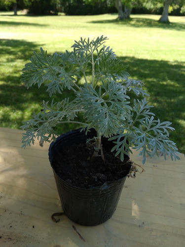 Plantin De Ajenjo Organico Y Medicinal 0