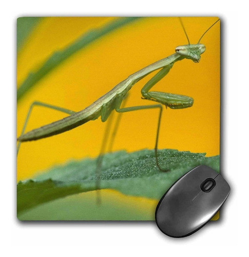 3drose Llc 8 x 8 x 0.25 inches Mouse Pad, Praying Mantis 0