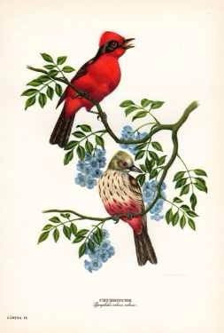 Churrinche - Axel Amuchastegui 1959 - Aves - Lámina 45x30 Cm 0