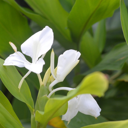 Plantas De Cardamomo 1