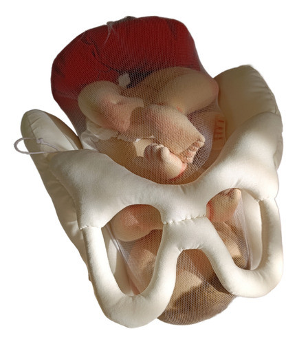 Pelvis Femenina Material Didáctico 1